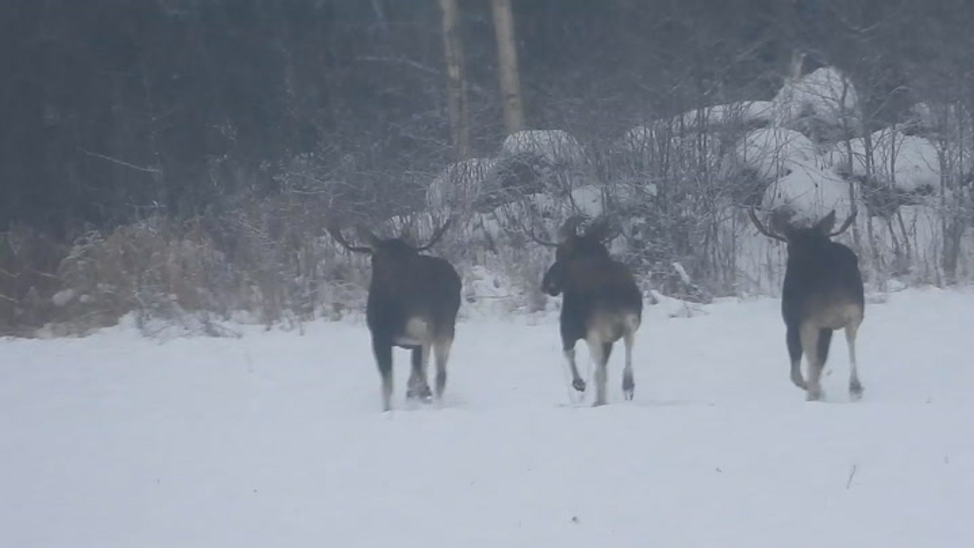 VIDEO | Ida-Virumaal püüti kaamerasse kolm hommikust sörki harrastanud põtra