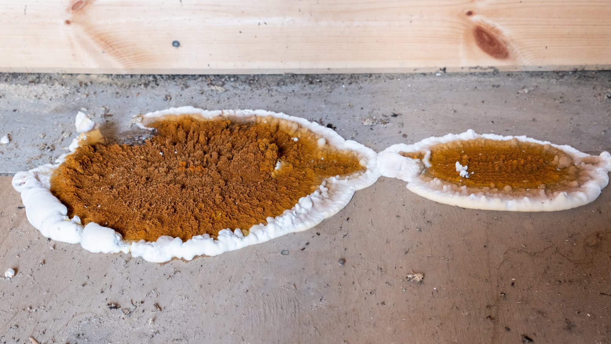 Kivivamm – müüt või tegelikkus?