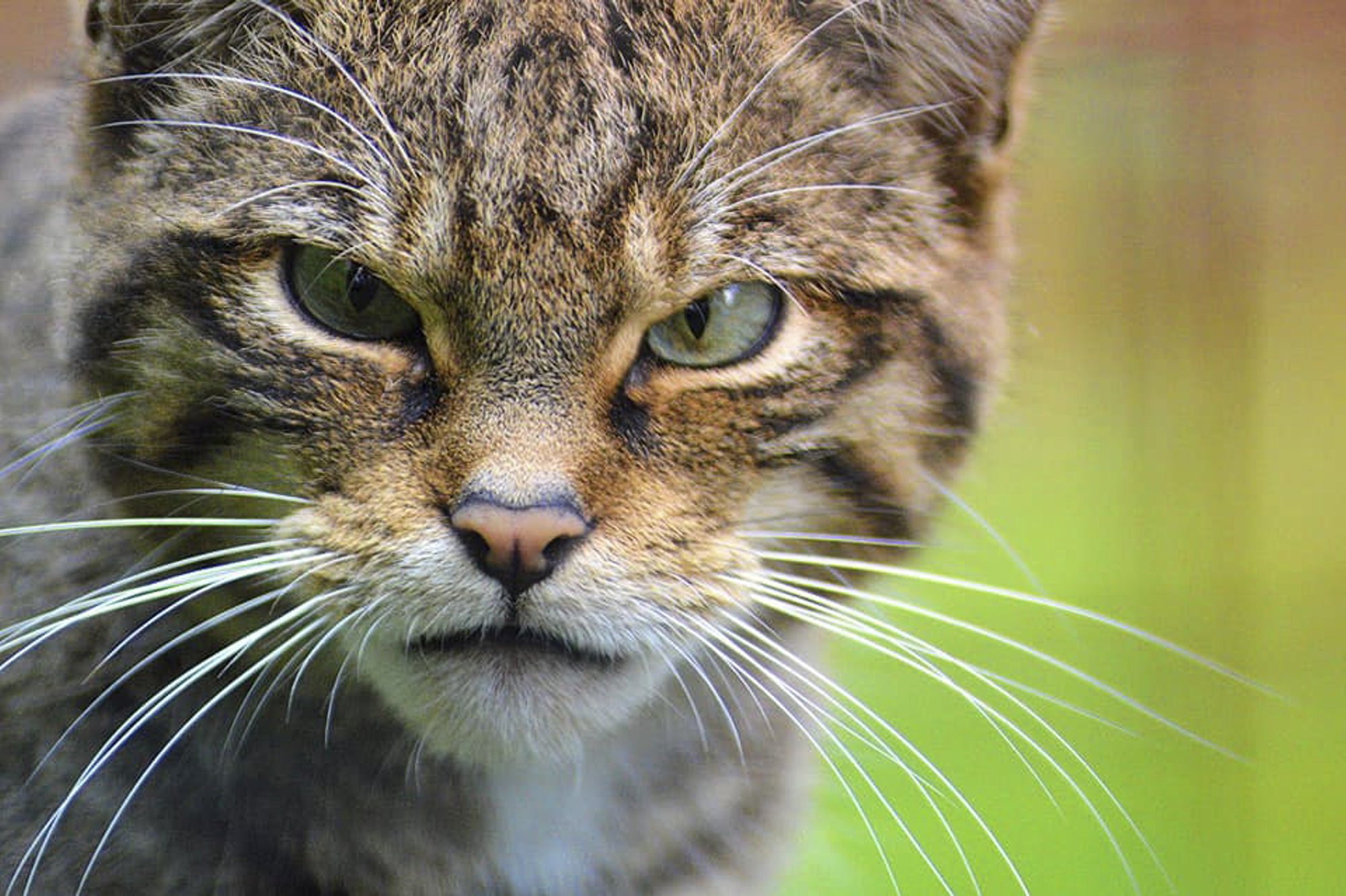 Inglismaal üritatakse taastada metskasside populatsiooni. Samas kardetakse, et nad hakkavad ristuma kodukassidega