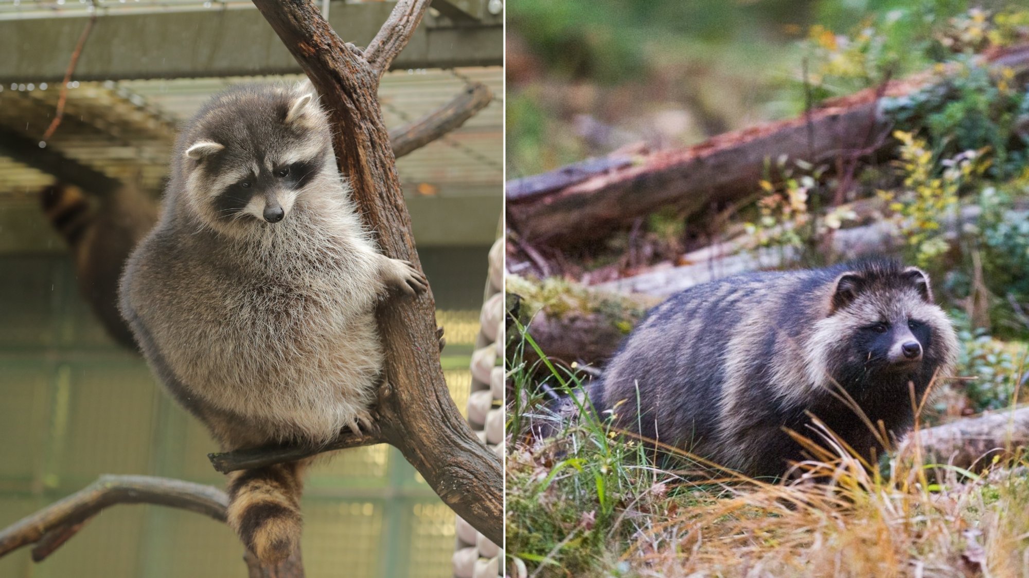 Kas sina teed vahet pesukarul ja kährikul? Eestlased on loodusest võõrdumas ja ei tunne enam loomi