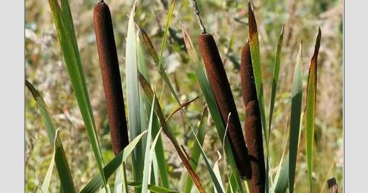 MAIT RUNGI ⟩ Miks on rohus rohkem linde kui kalu?