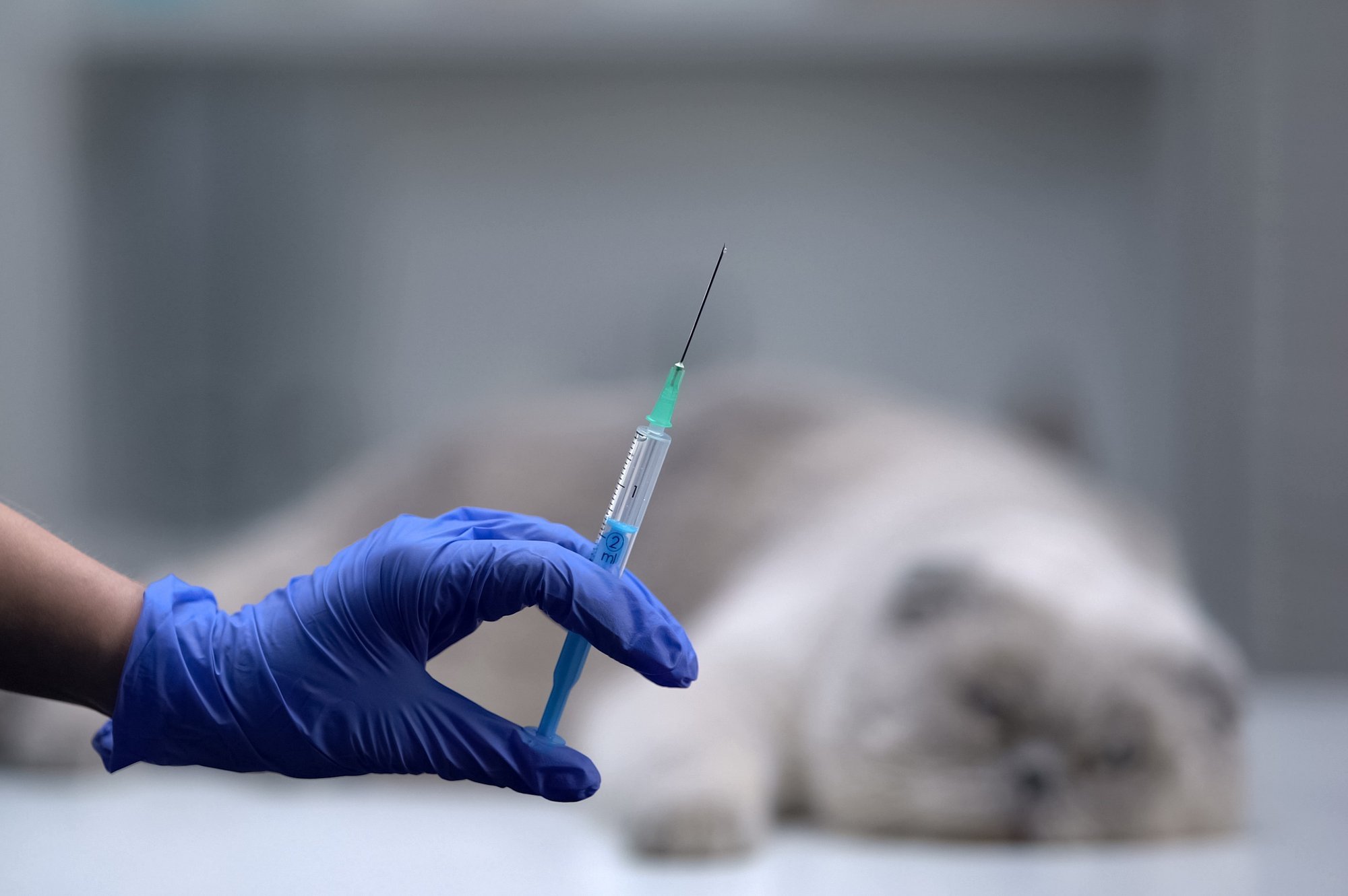 Valdar Parve: autoõnnetuses lömastatud loom on õige magama panna