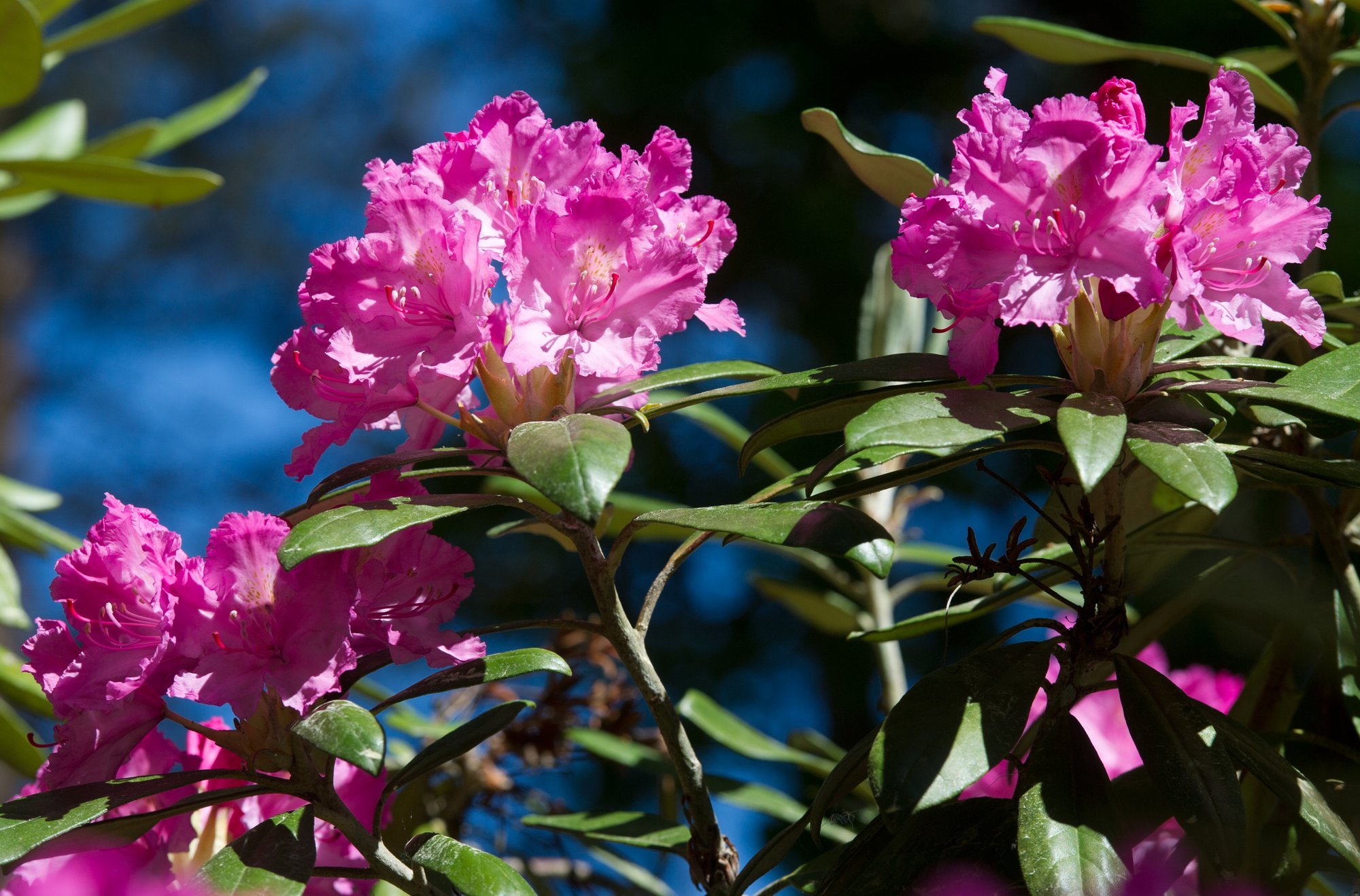 VIDEO | Täpsed juhised, kuidas oma aia rodot seemnest paljundada