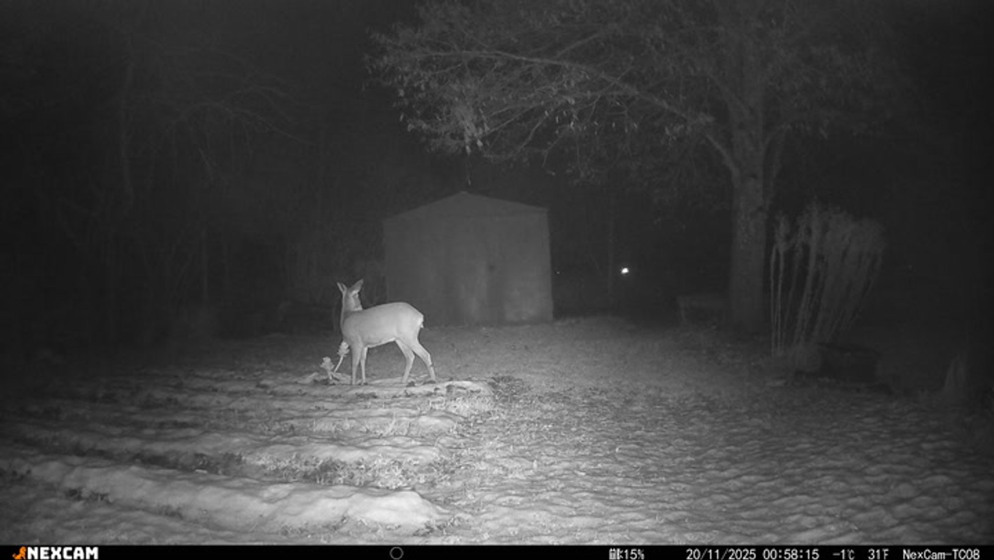 VIDEO | Korralik kõhutäis: aiamaale paigutatud kaamera tabas kapsaga maiustanud metskitse