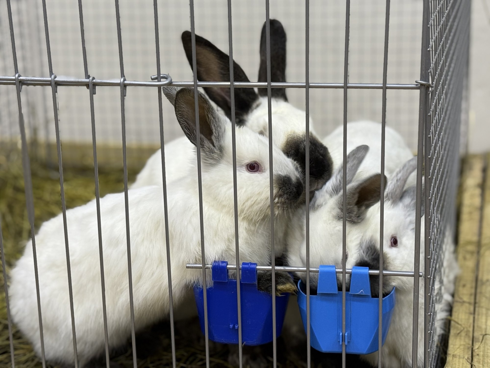 FOTOD | Nädalavahetusel ootab Eesti suurim küülikunäitus uudistajaid
