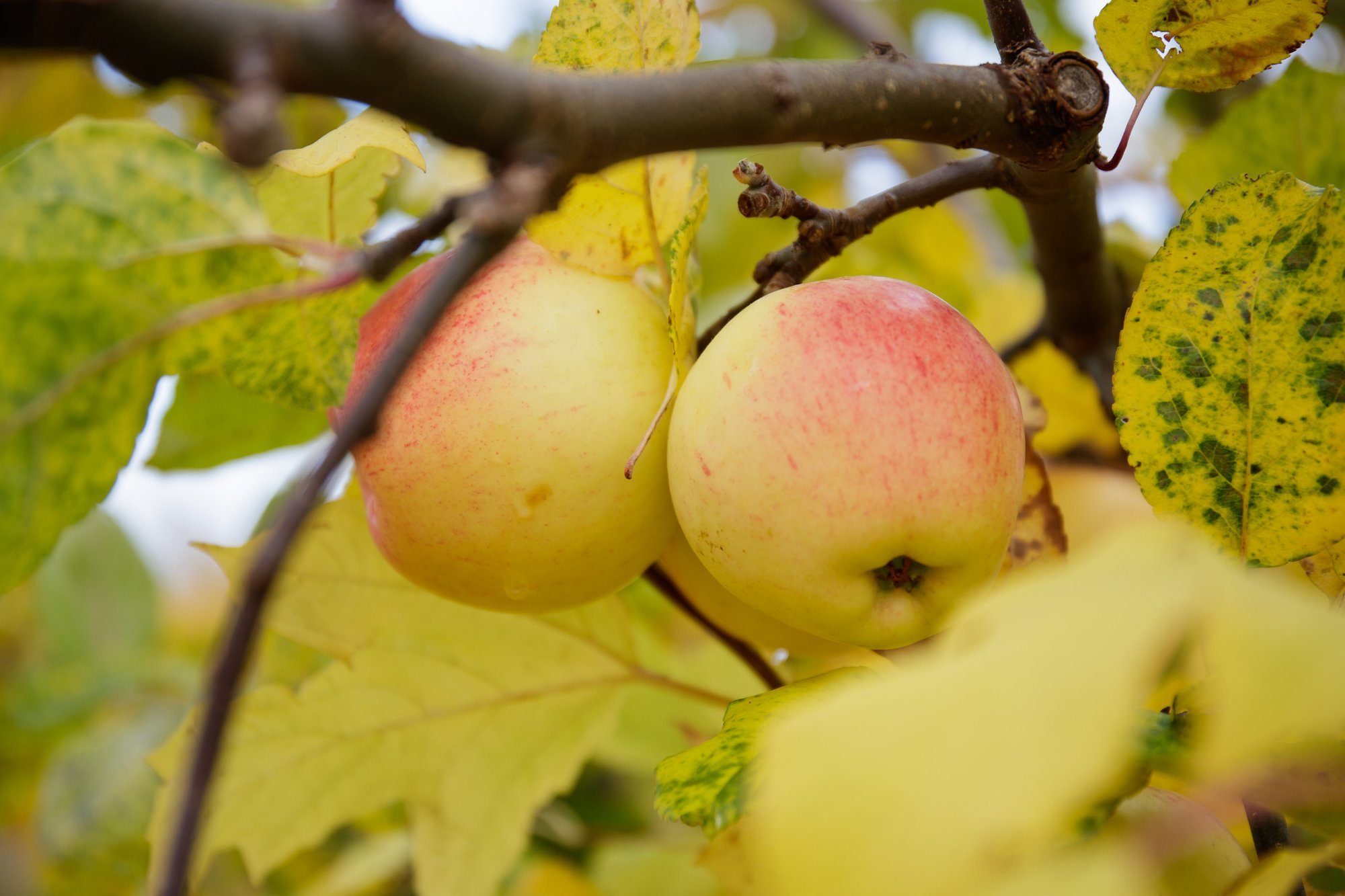 ÜLEVAADE | Vaata üle, kui palju on aastaga muutunud erinevate toiduainete hinnad