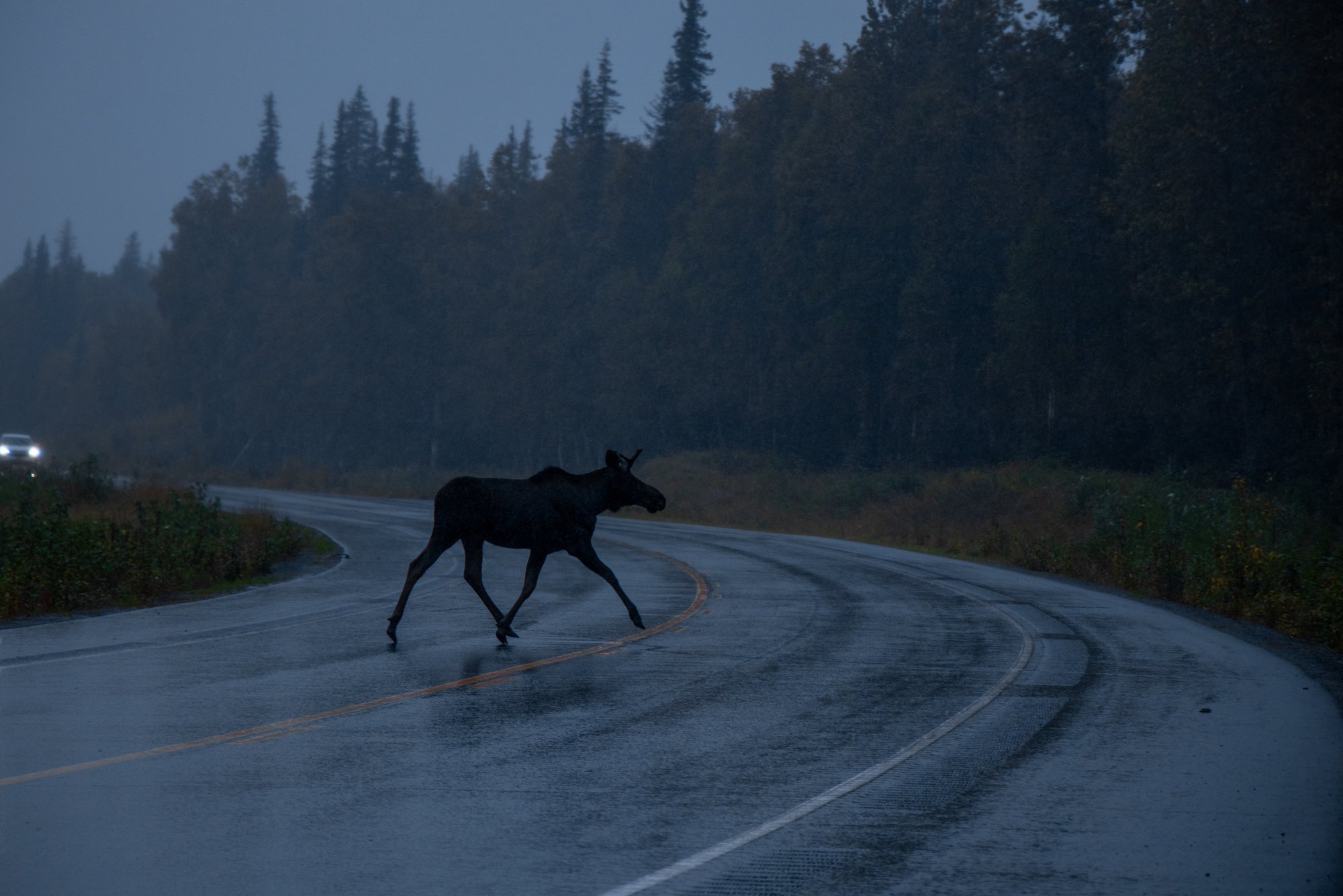 FOTO | Põdrale otsasõit muutis auto rusuhunnikuks