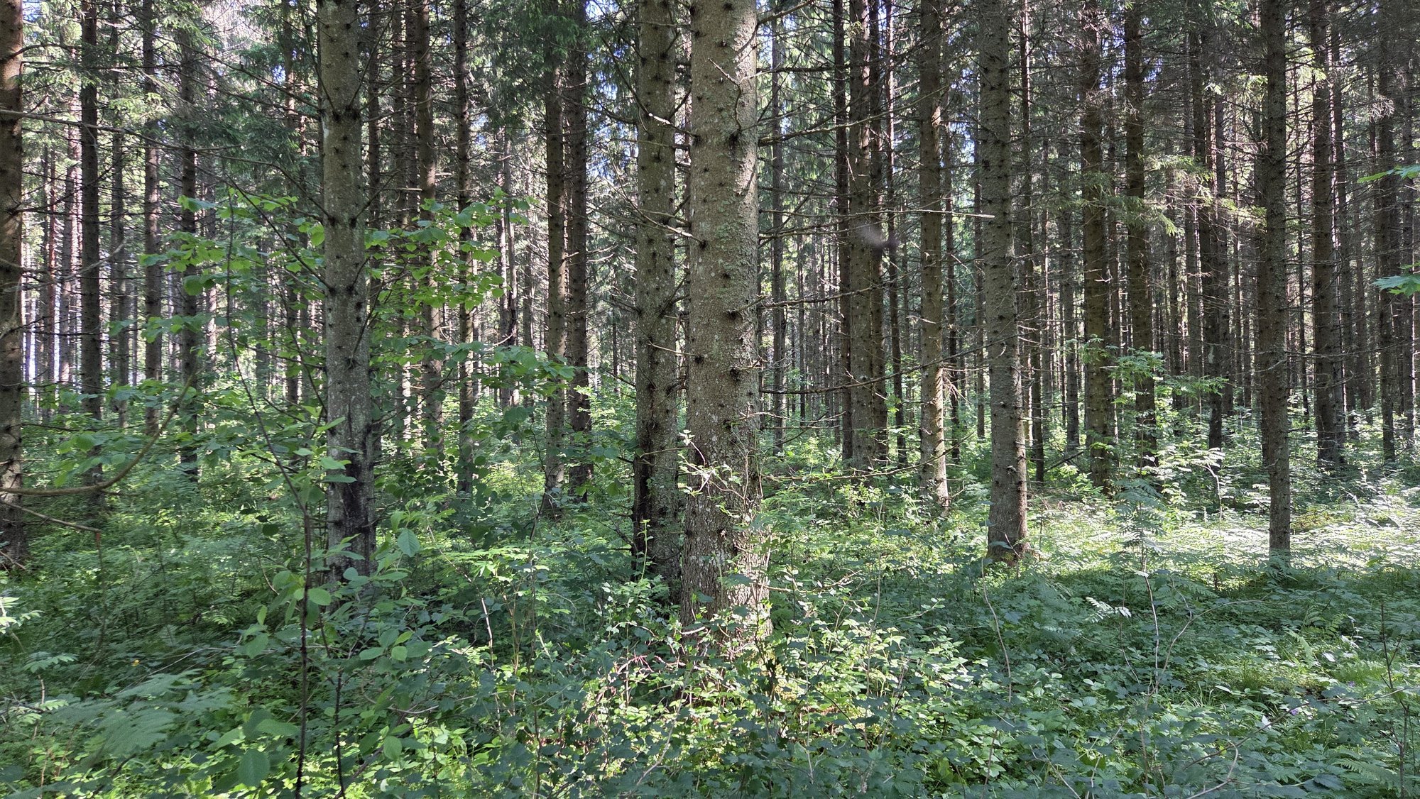 Lõunapoolset päritolu kuused kasvavad Eestis hästi