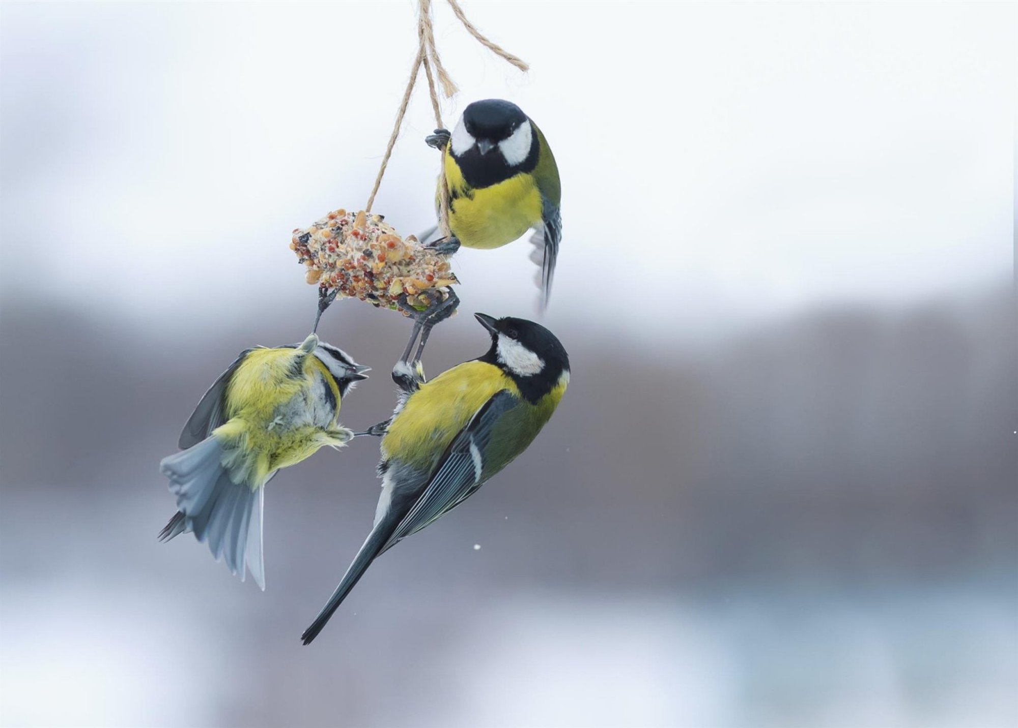 TASUB TEADA | Kümme levinud viga, mida lindude toitmisel tehakse