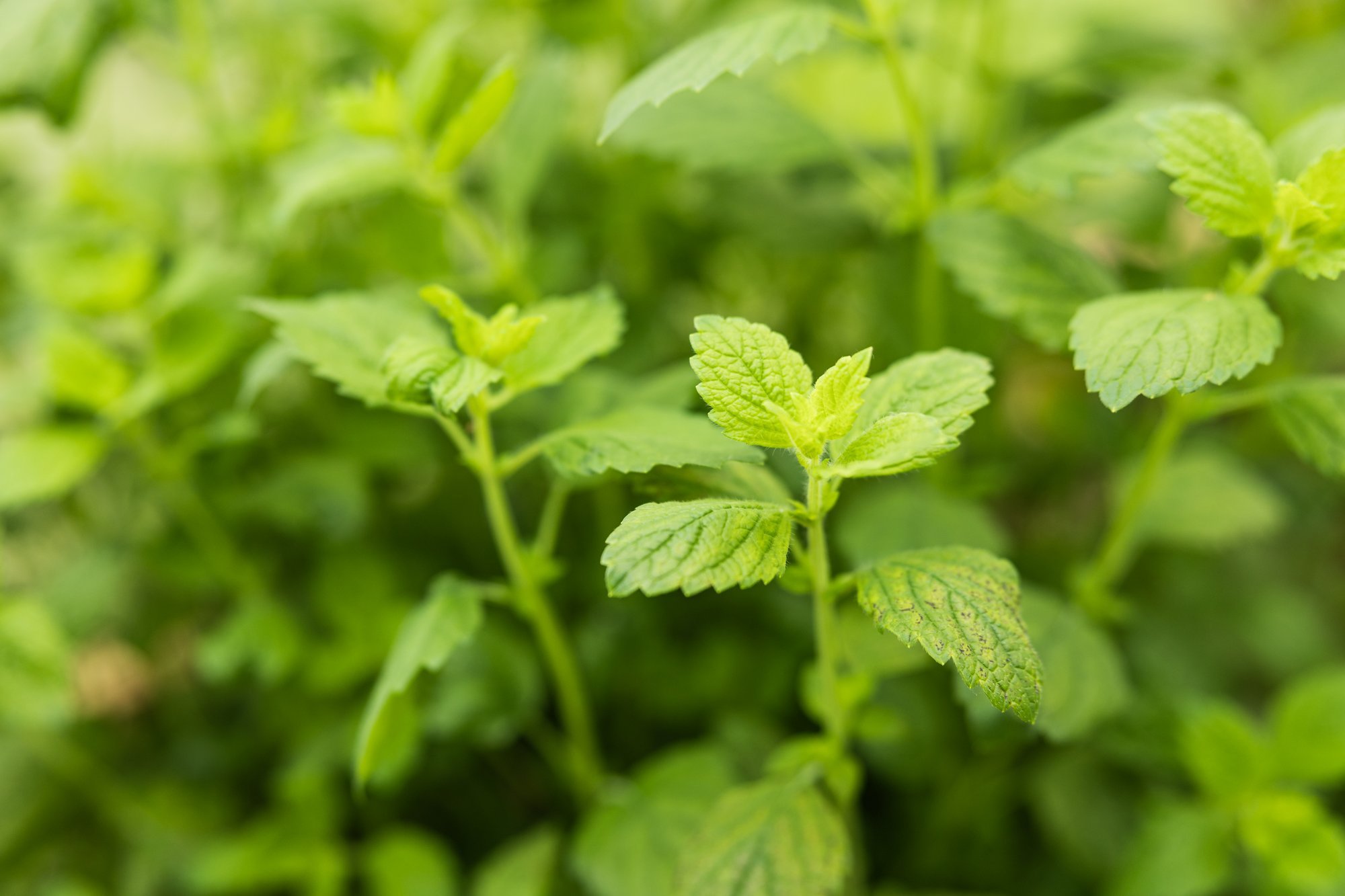 Need köögiviljad ja maitsetaimed vajavad talveks katmist