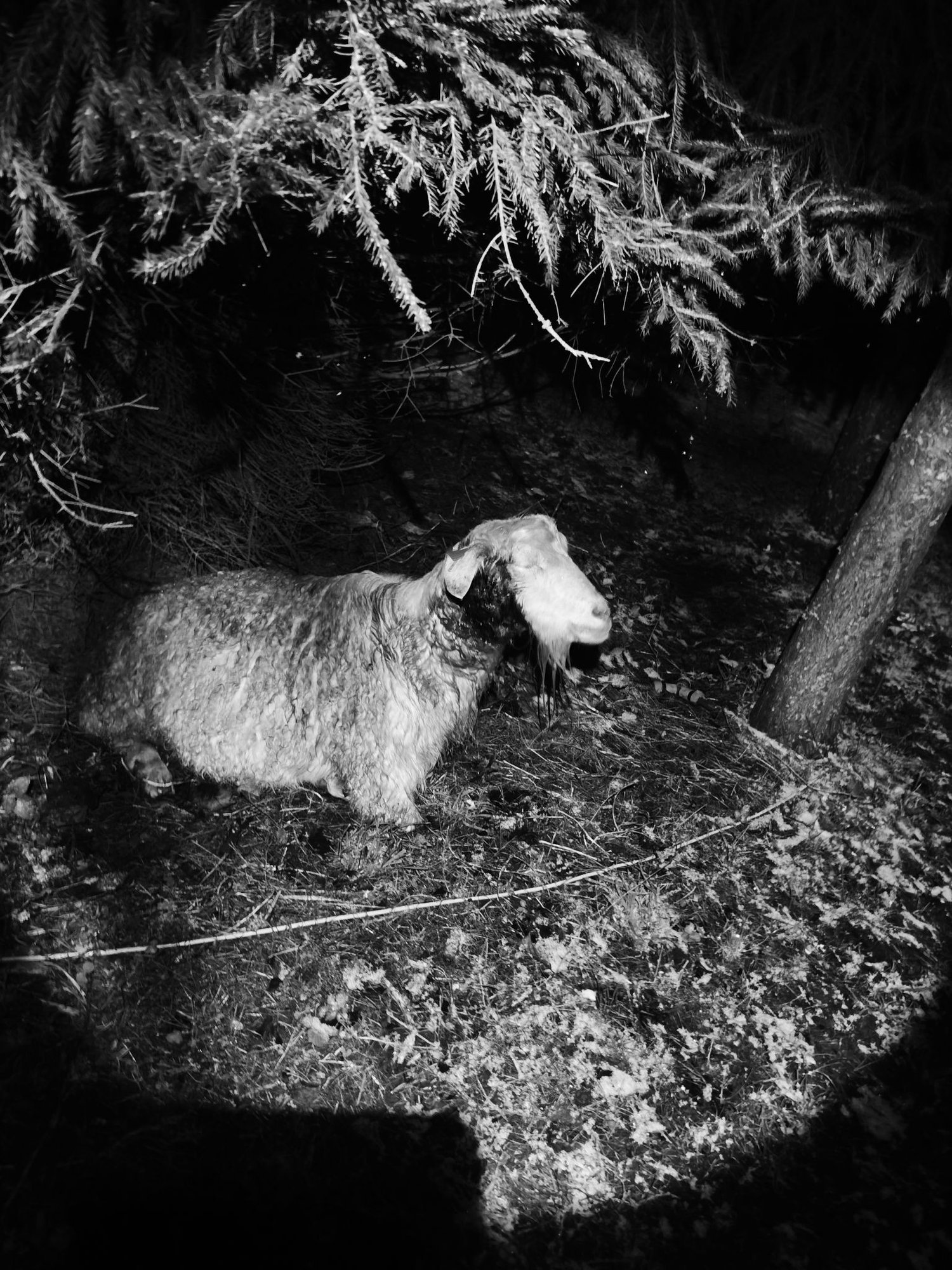 Läänemaal murdsid hundid kitse vaid 100 meetri kaugusel elumajast