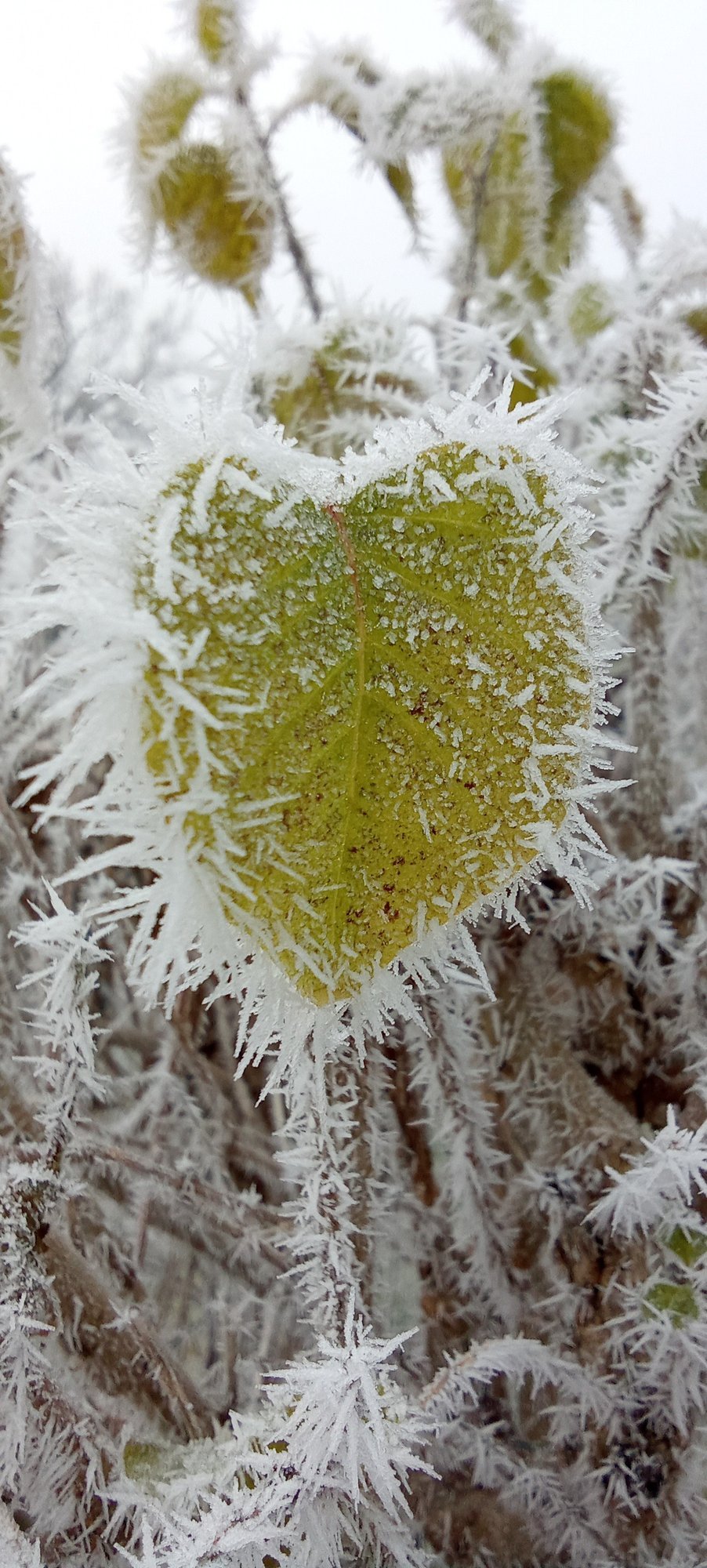 Lääne-Virumaal langes temperatuur pea –15 kraadini. Kas külmad ööd jätkuvad?