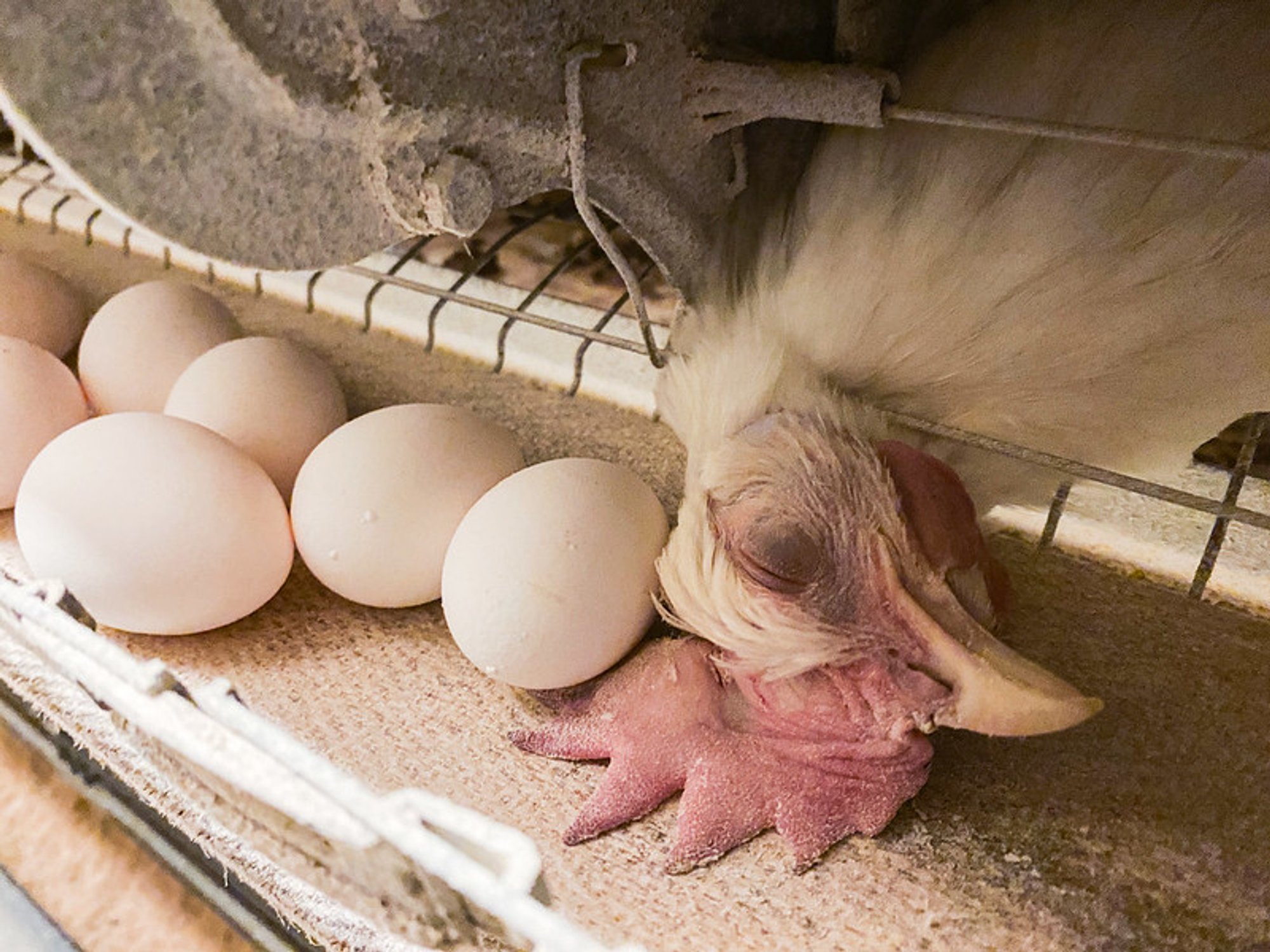 Inetu sõnasõda: toiduainetetööstuse liidu juht käskis puurikanade eest seisjatel tööle minna, sest loomade heaoluga on kõik korras