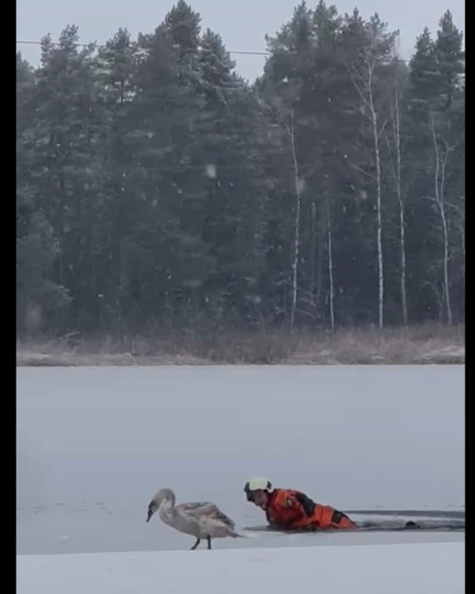 Suur päästeoperatsioon Verevi järvel: katkise tiivaga luigele tulid appi isegi Tartu päästjad