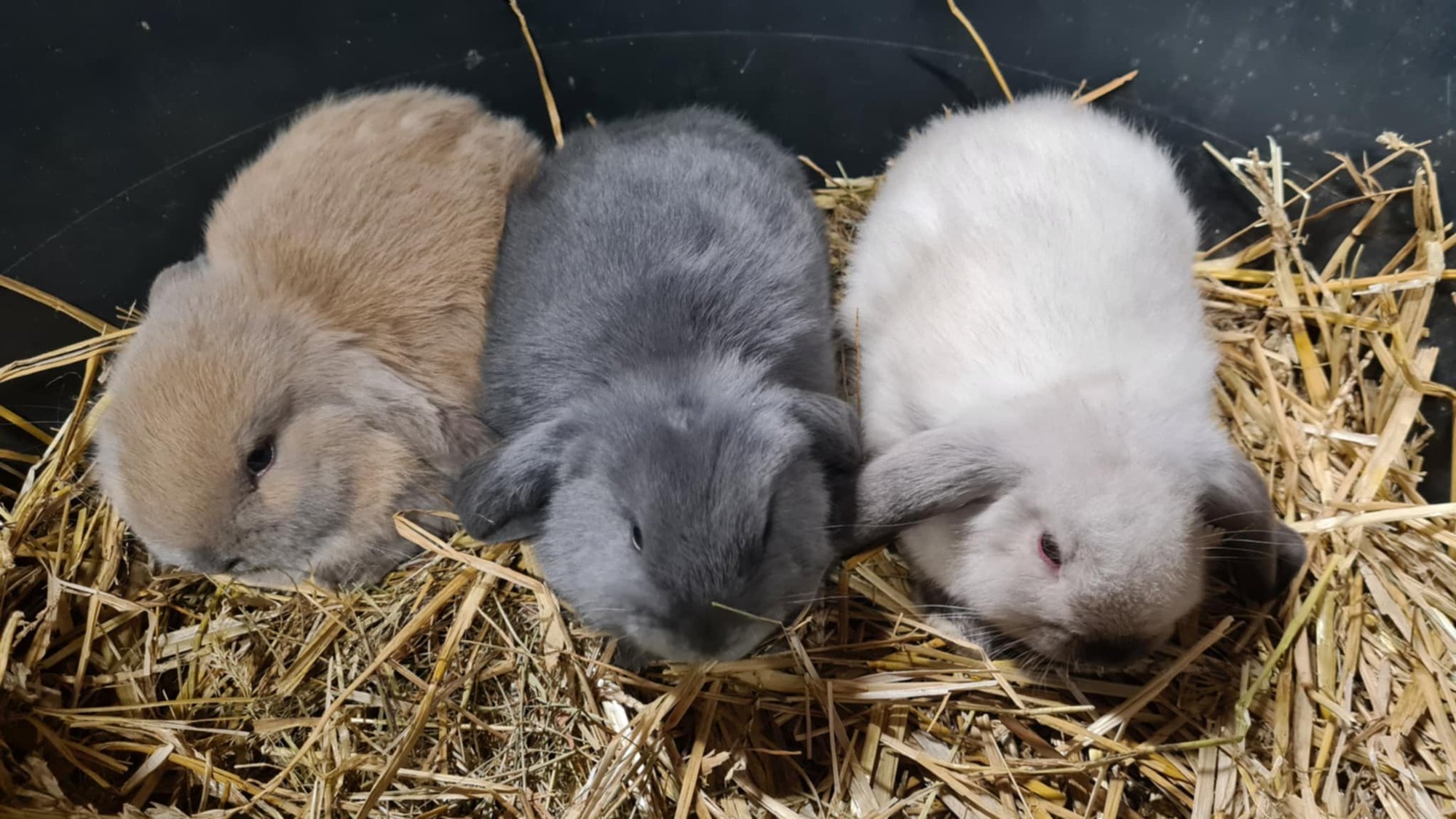 „Kui hoolimatu võib üks inimloom olla!“ Haapsalu bussijaama pingile hüljati kolm küülikupoega