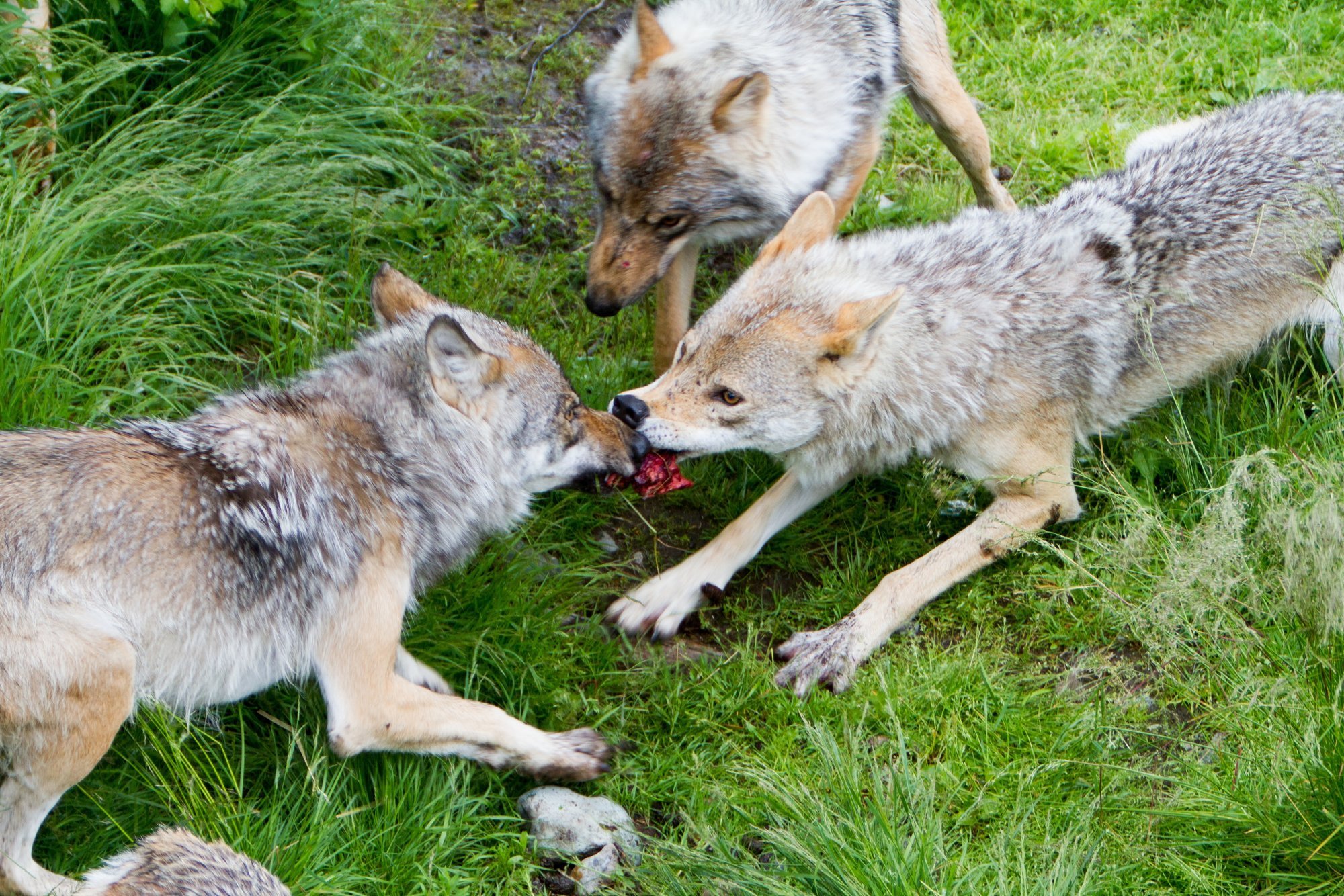 Soomaa soed kaklevad ellujäämise nimel: „Huntidel on kitsas nii toidu kui elupaikadega“