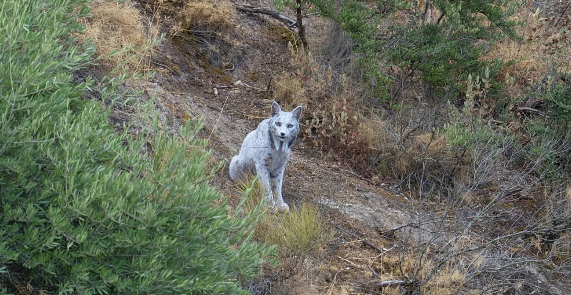 VIDEO | Hispaanias püüti kaamerasse ülimalt haruldase välimusega valge ilves