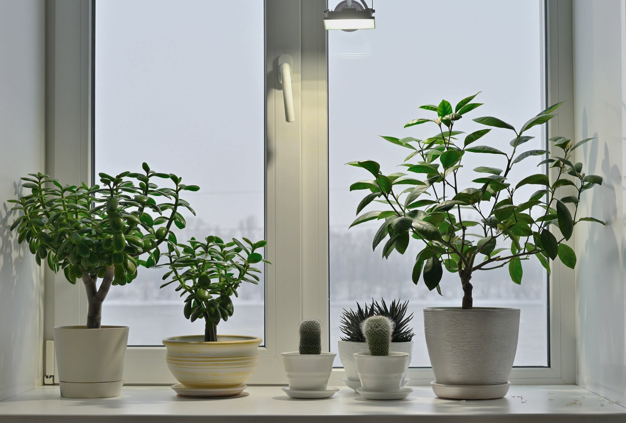 TASUB TEADA | Millised toataimed vajavad talvisel ajal väetamist ja millised mitte?