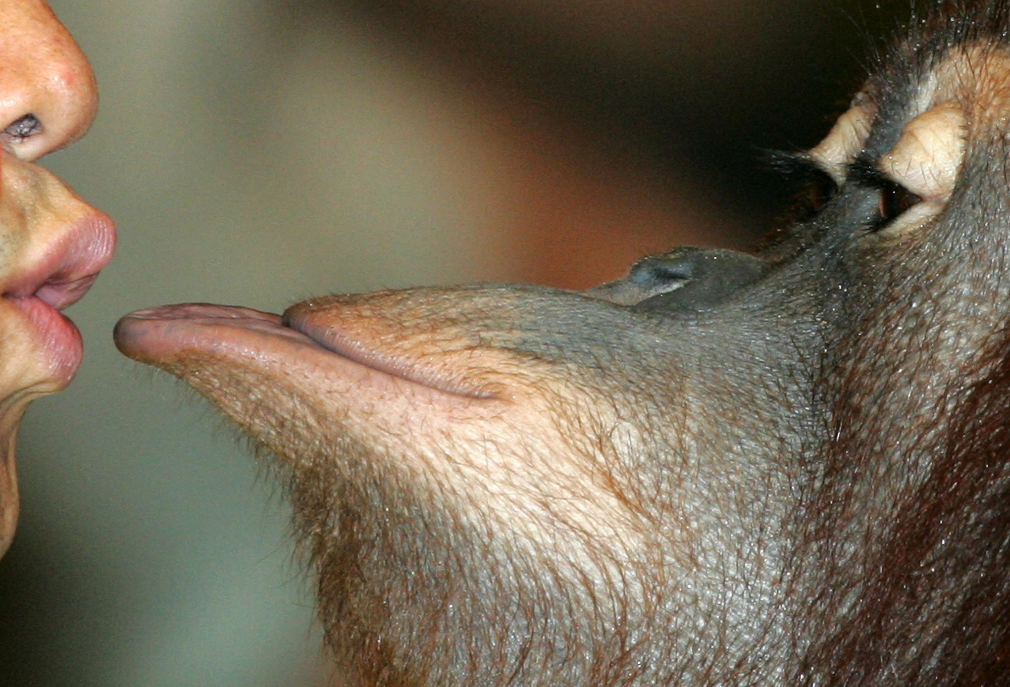 Teadlased väidavad, et Maal hakati suudlema juba 21 miljonit aastat tagasi