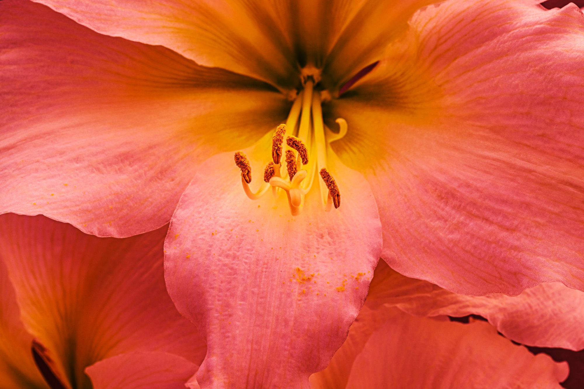 Iga-aastasest jõulutähest on väike tüdimus tekkinud? Eva Luigas soovitab seitset advenditaime, mida valida selle asemel