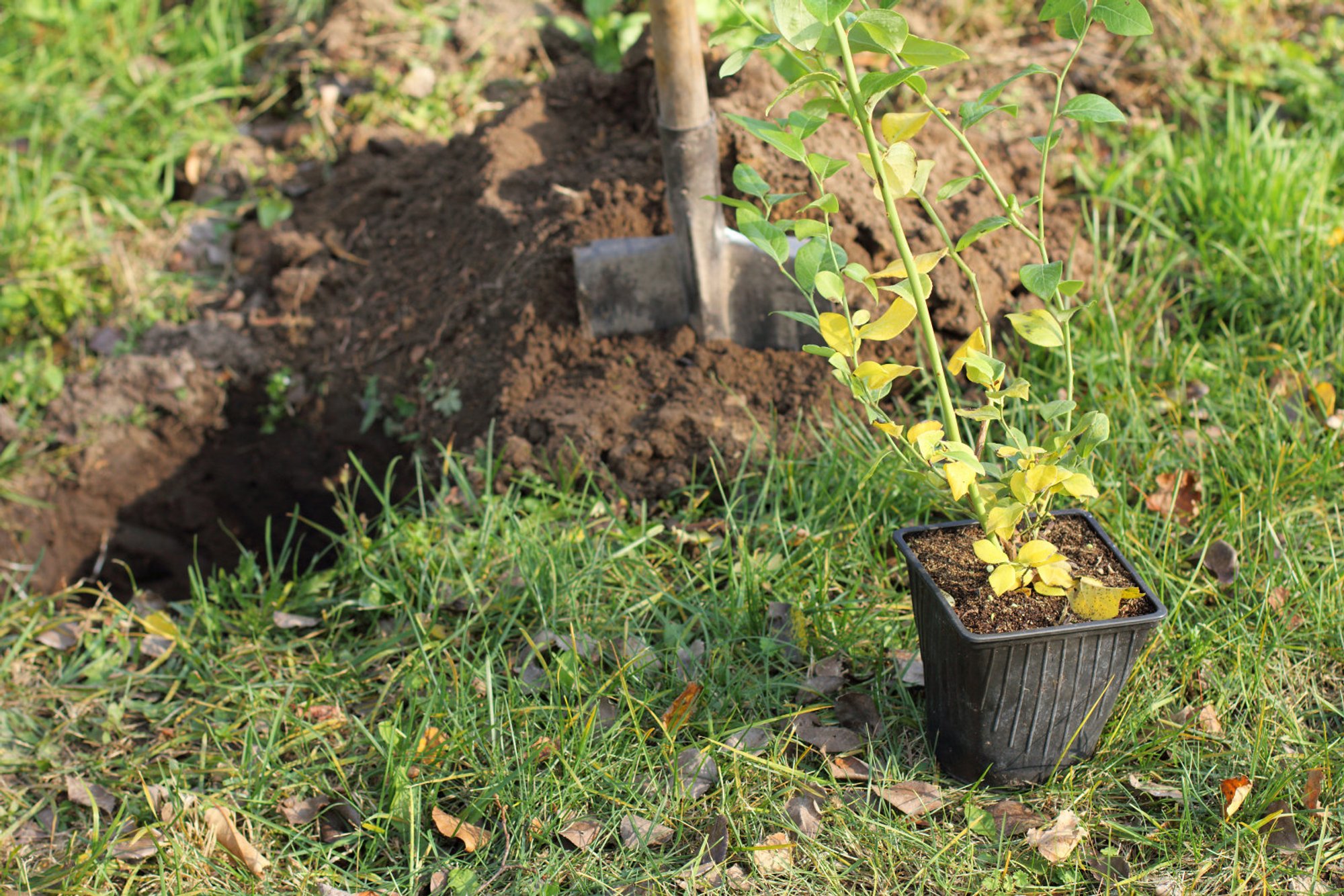 Taimed mulda — istutada võib hilissügiseni!
