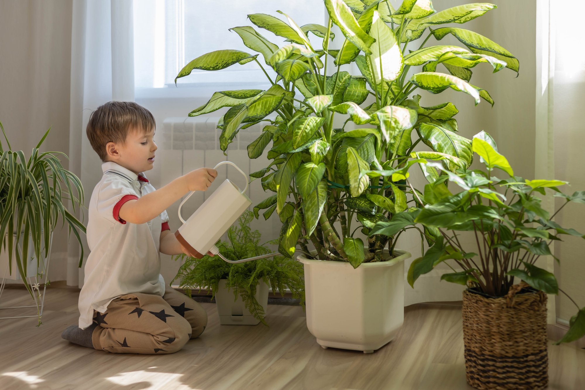 Kare kraanivesi ei meeldi toataimedele. Soovitused, mida ette võtta