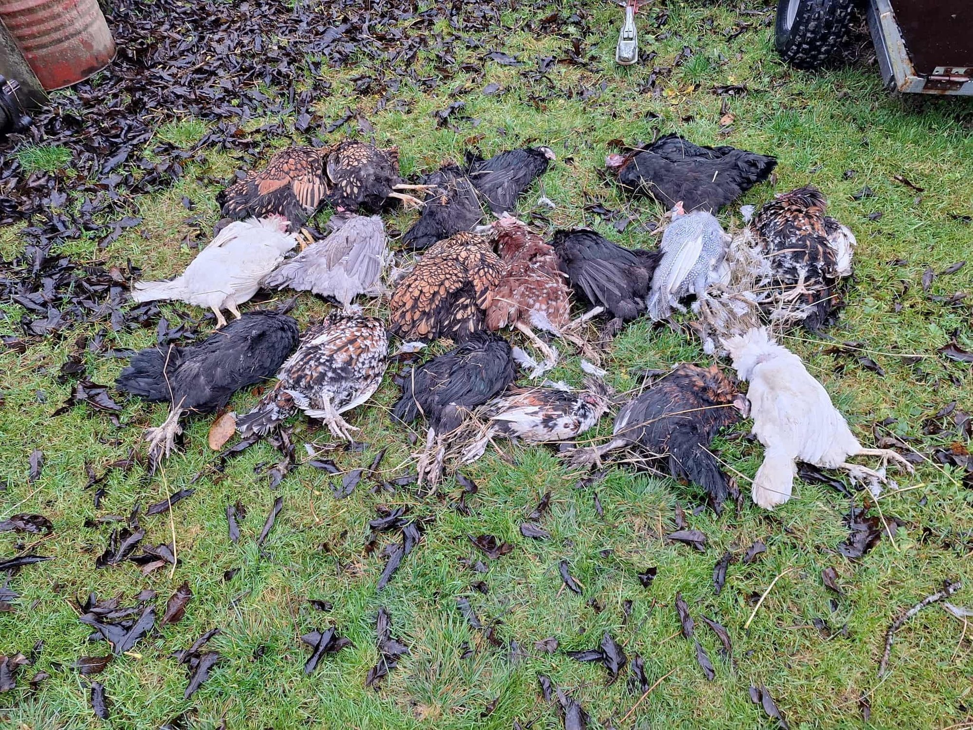 FOTOD | „Tulemus on aiakäru täis laipu.“ Öised tapatööd ajavad linnupidajad ahastusse