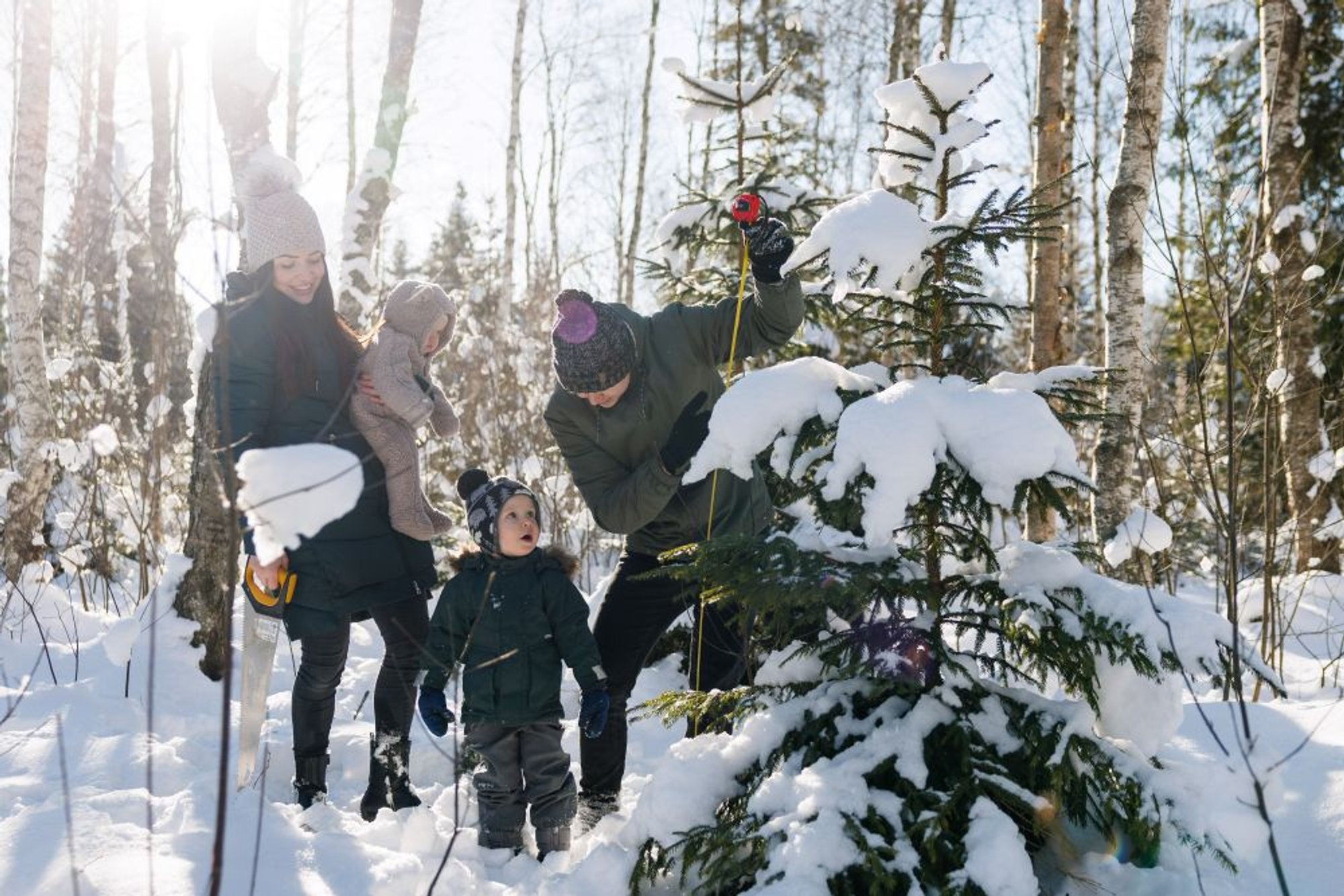 Pühad lähenevad: jõulupuu too riigimetsast; sealt, kus sel puudub võimalus suureks kasvada