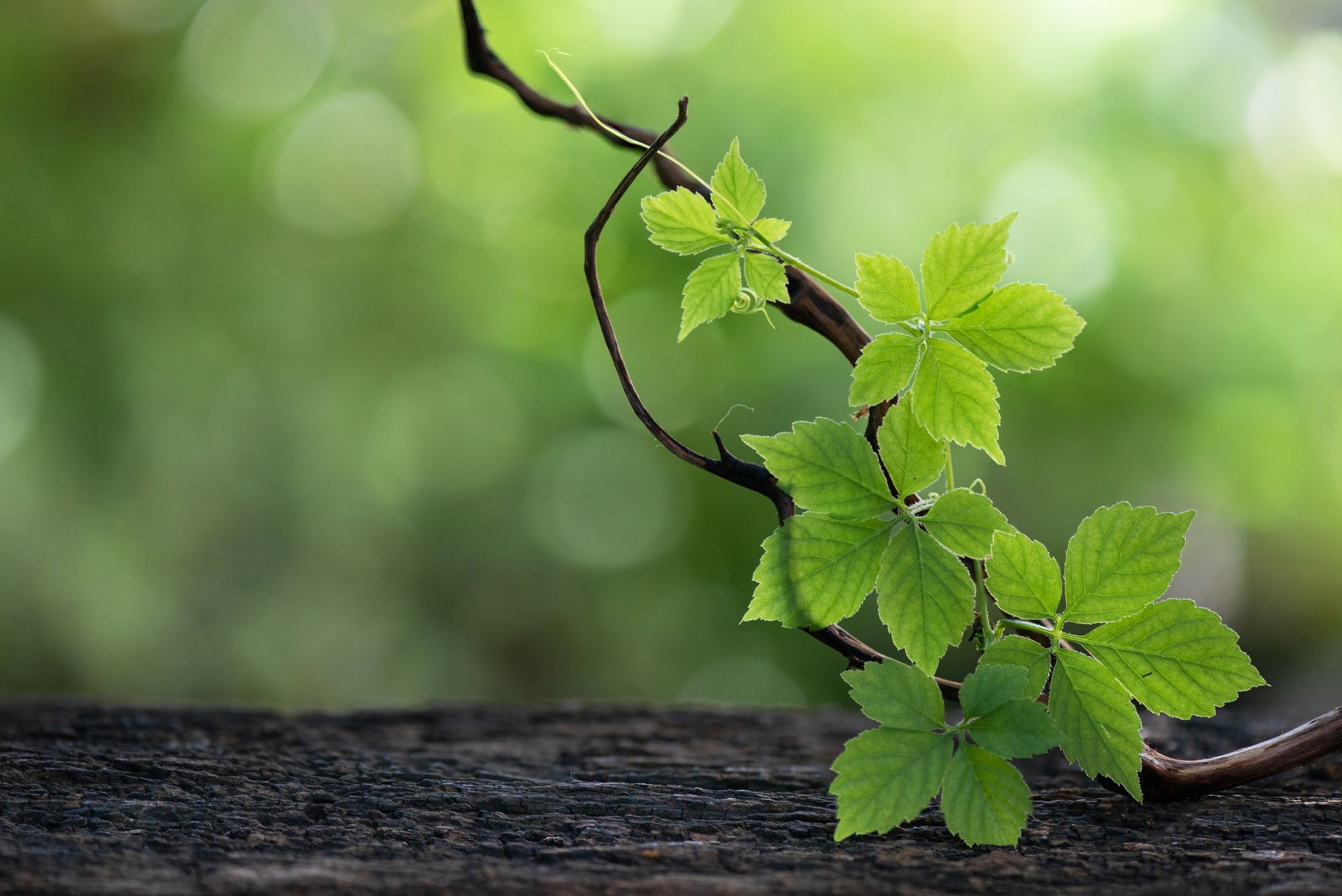 Viielehine eluväät omab uskumuste kohaselt mitmeid tervendavaid omadusi ja ka noorendavat väge