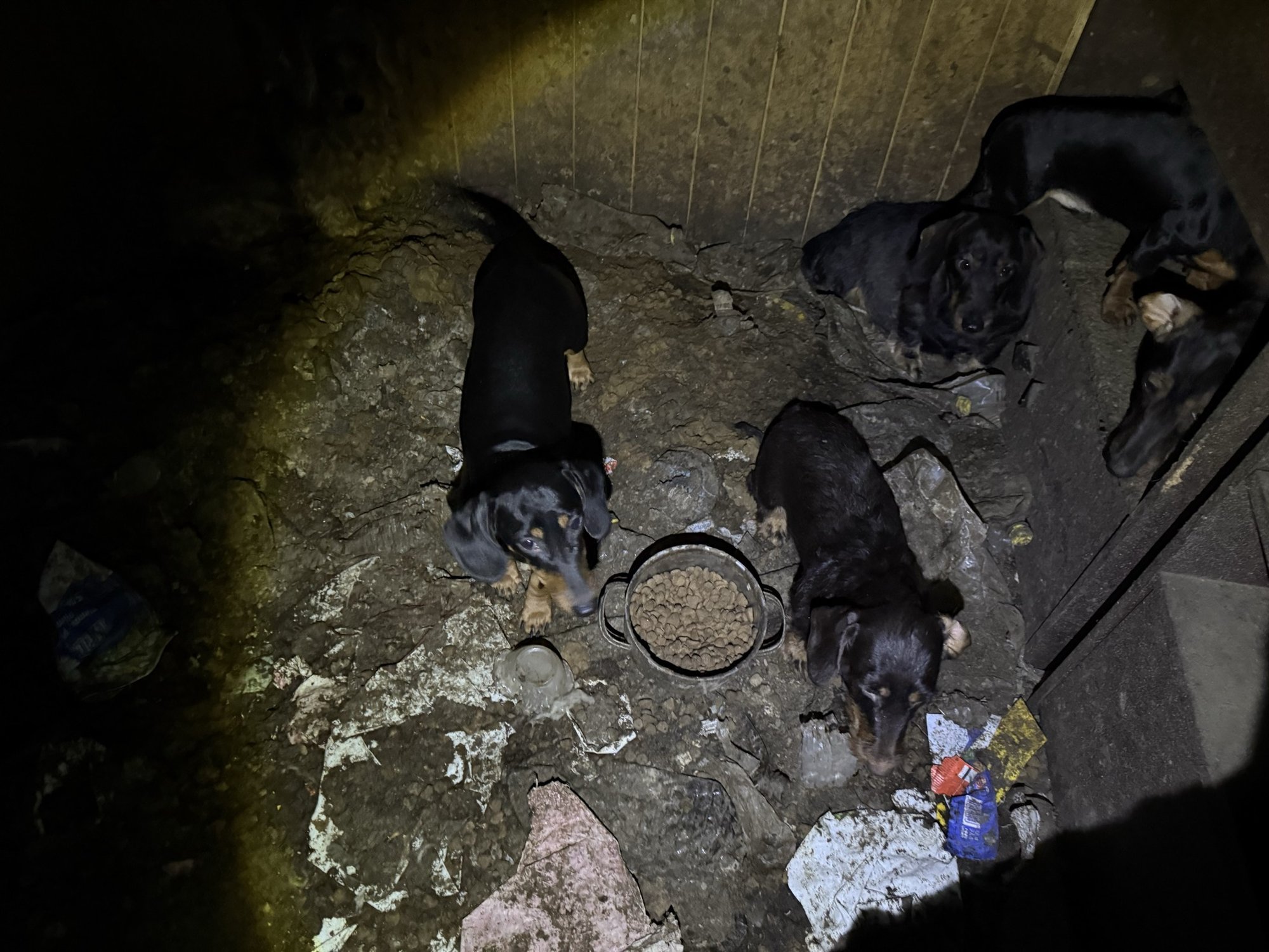 Raplamaal võeti omanikult ära 35 koera, loomad elasid oma väljaheidete sees