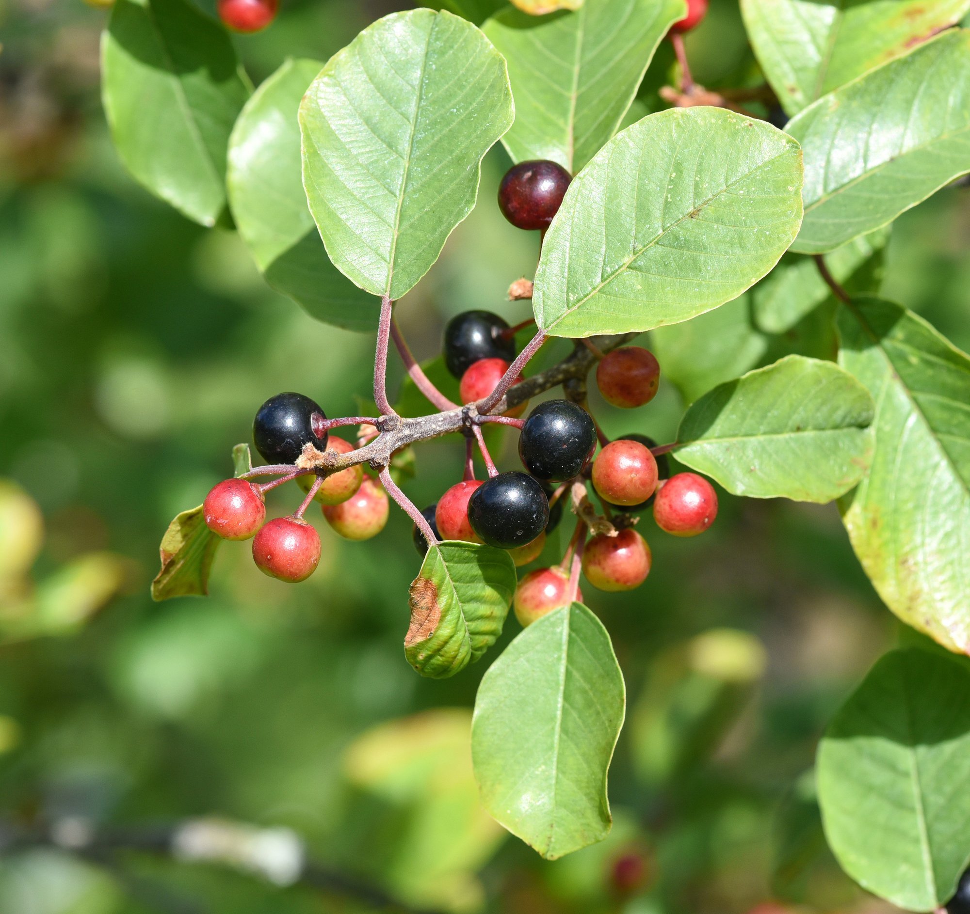 Paakspuu on üks Eesti parimaid kõhulahtisteid, kuid selle tarvitamisega peab olema ettevaatlik