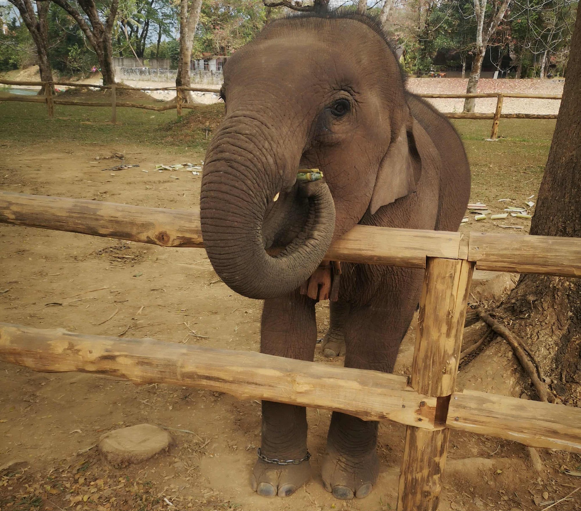 „Järgmine hoop tabas londistet silmade vahele...“ Miks loobus Eesti turist alatiseks elevandisõidust?