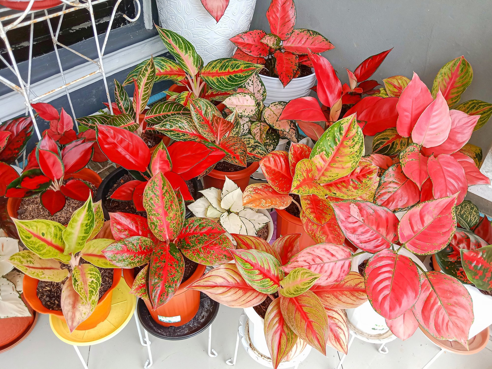 Kaunite lehtedega toataim aglaoneema on vähenõudlik, kasvades ka suitsuses ruumis