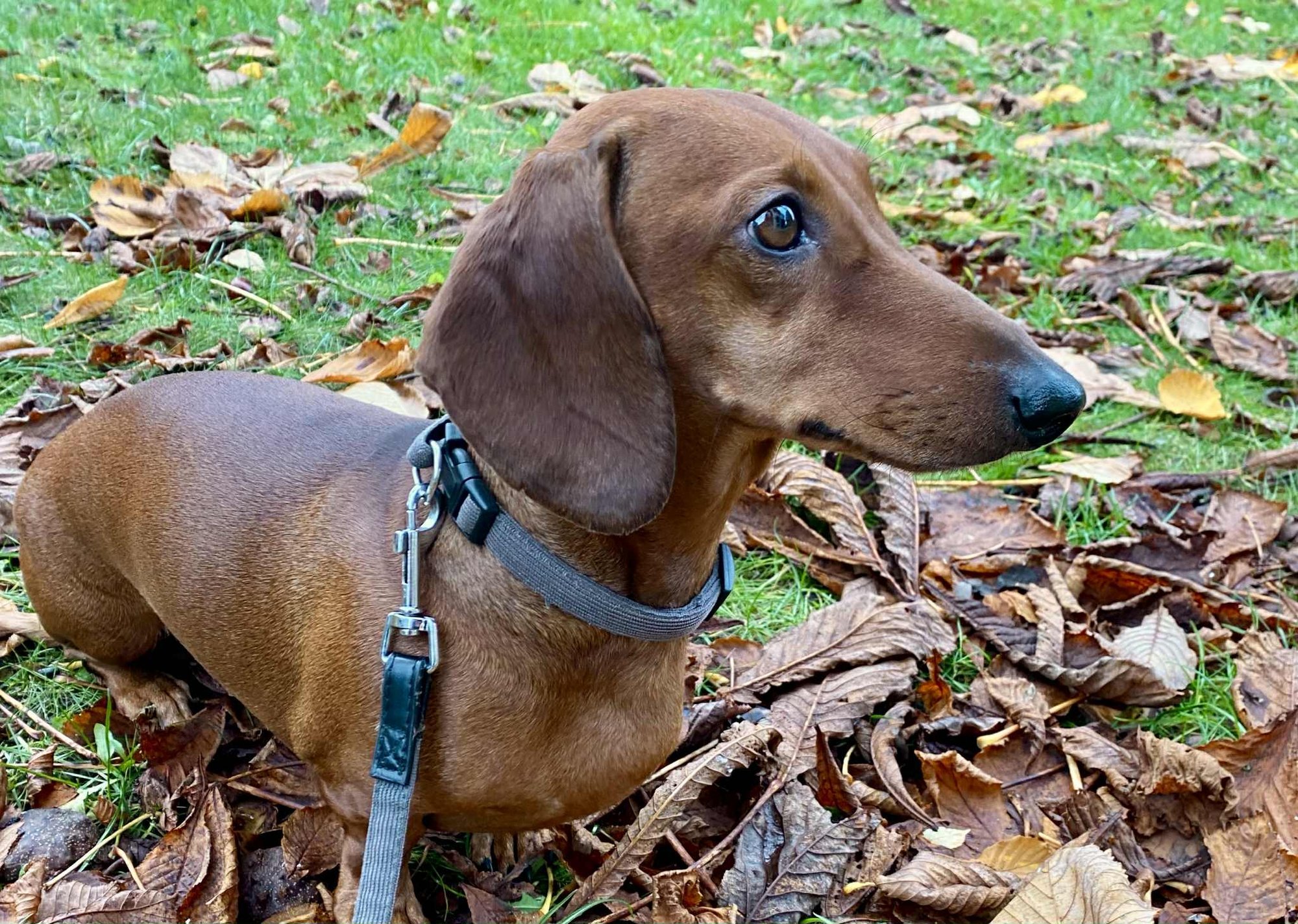 ILSE BLOGI VIIMANE PEATÜKK | Töntsakas taksikäpp lehvitab hüvastijätuks