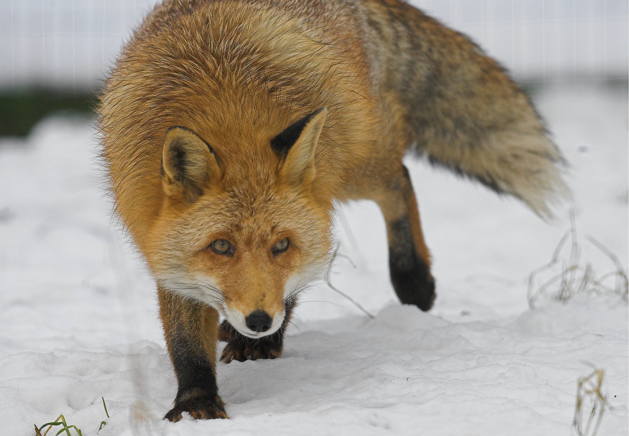 Päästjad aitasid veekogu jääle lõksu jäänud nelja rebast ja ühte kährikut