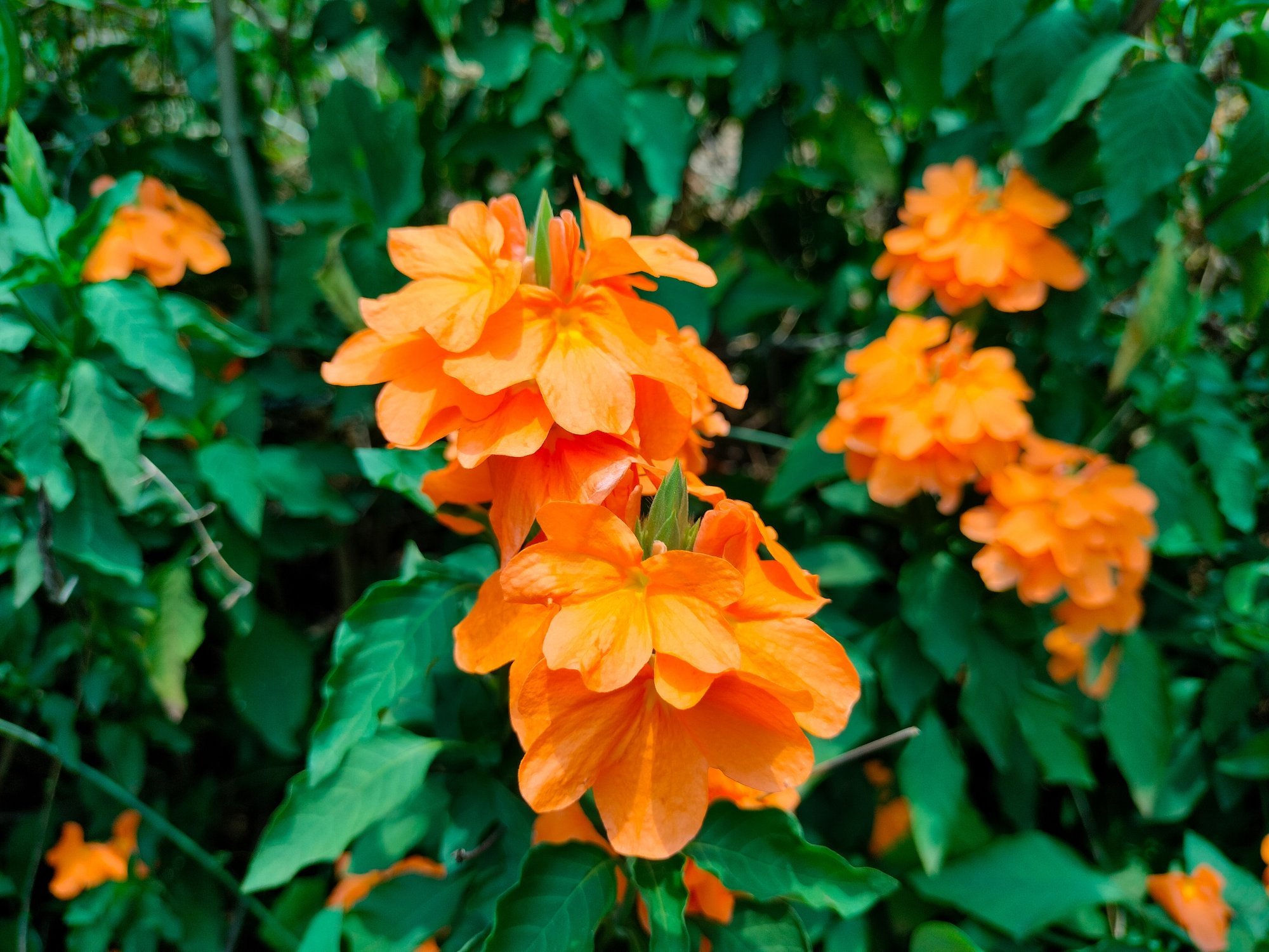 Justkui toakase lehed ja pelargooni õied. Lehterkrossandra on rikkalikult õitsev kaunis toataim