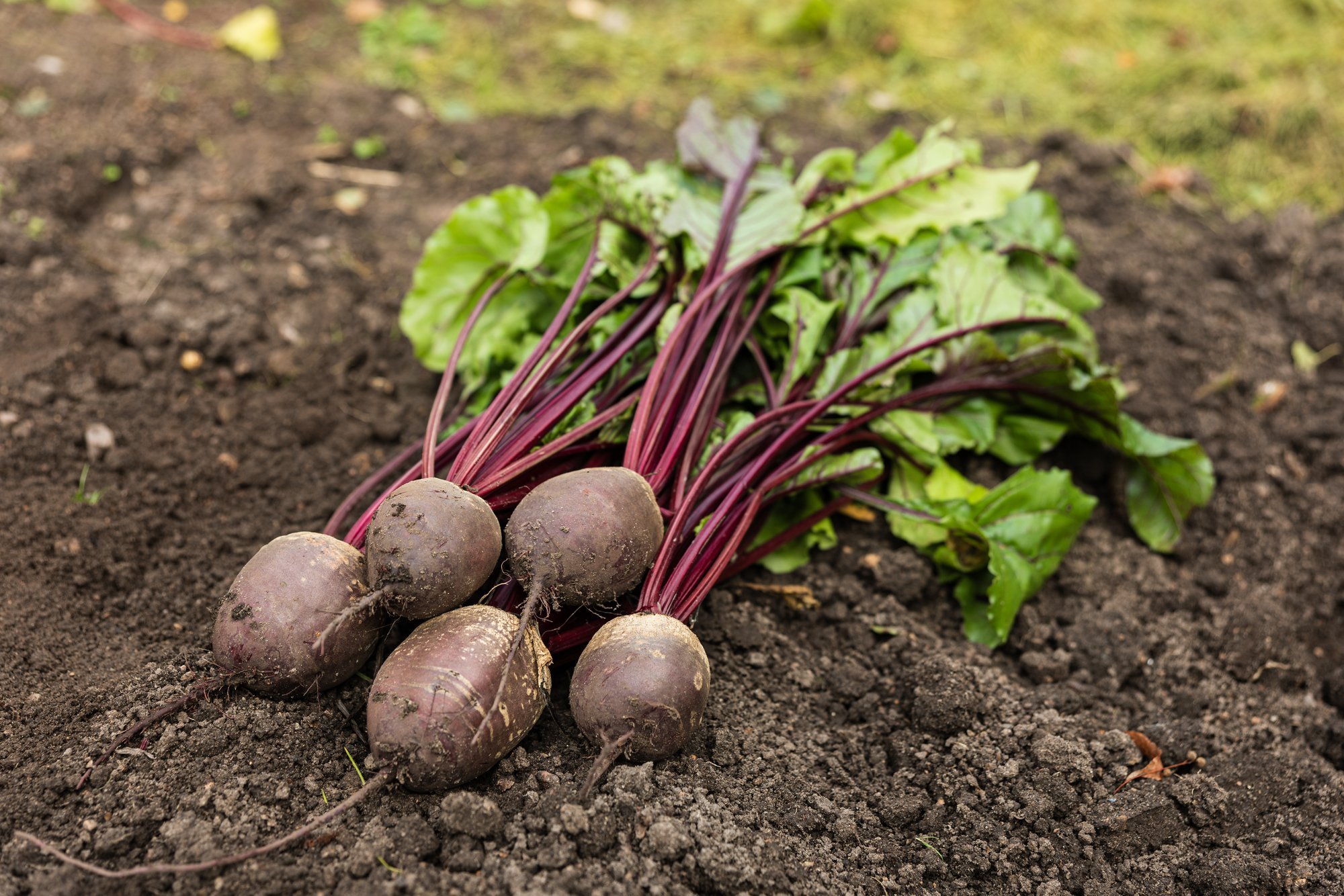 HINNAÜLEVAADE | Eestis maksavad köögiviljad palju rohkem kui mujal maailmas