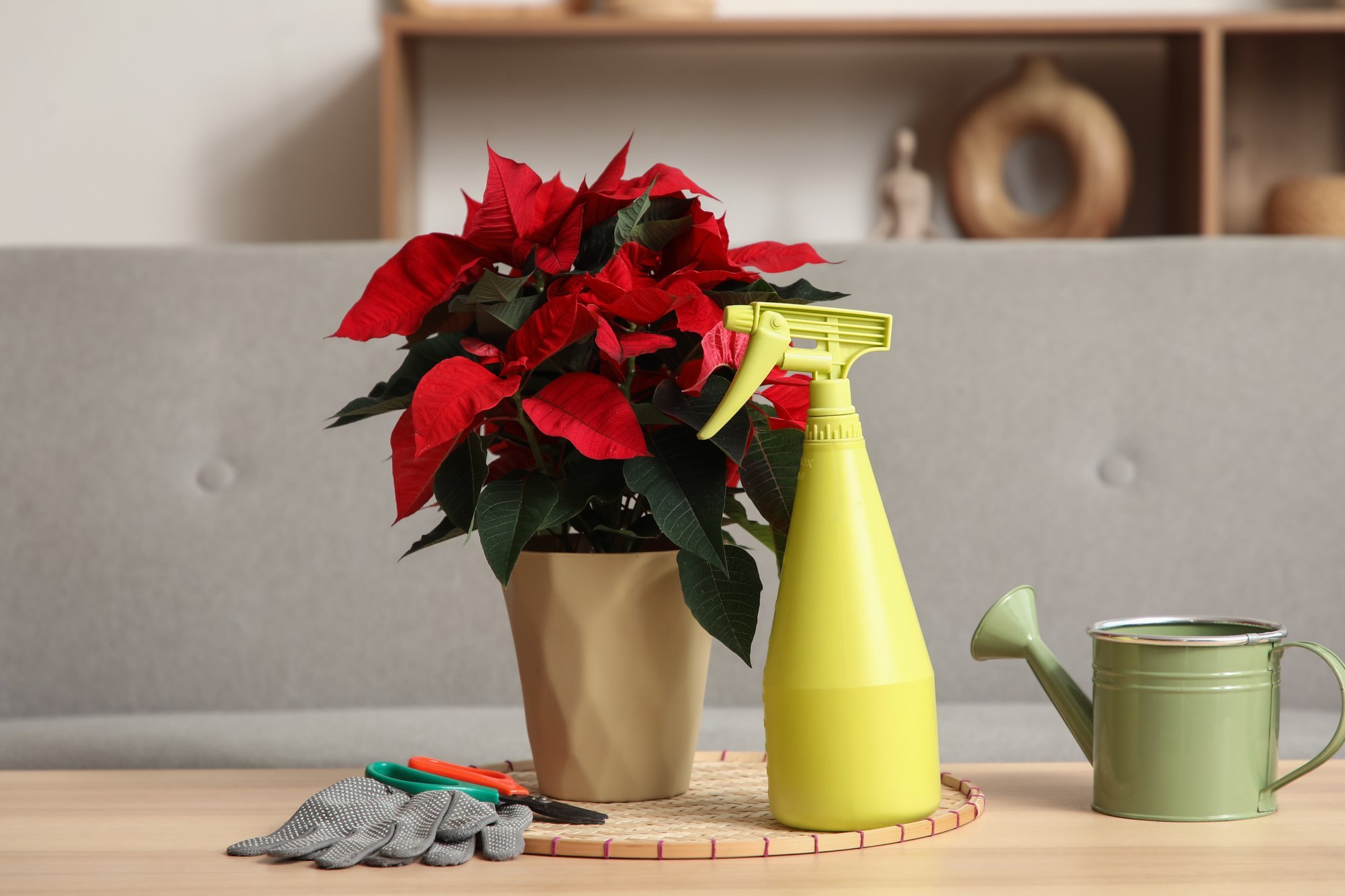 Kuidas kasta jõulutähte ja mida teha, kui taim hakkab oma veetlust kaotama?