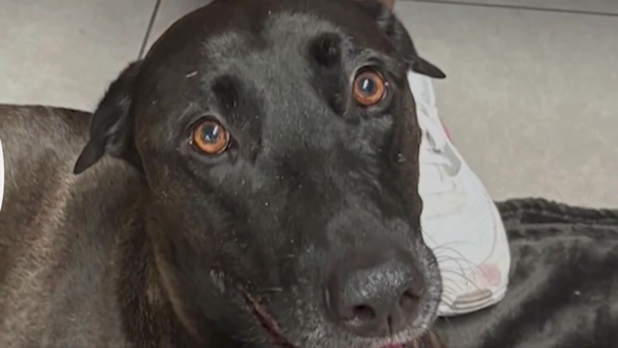 VIDEO | Justkui õhku haihtunud koer leiti mitu tundi hiljem keset ookeani hulpimas