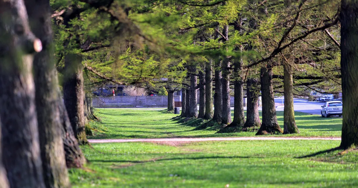 LEELI AMON ⟩ Tallinn, ära jäta puid istutamata!