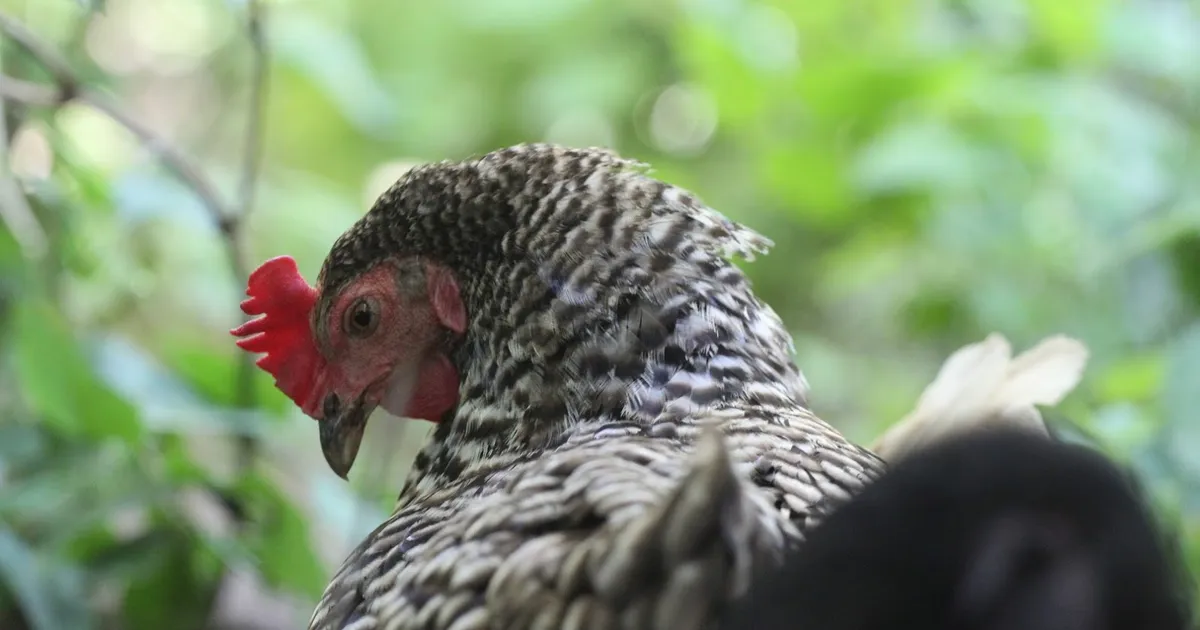 JUBA TEINE JUHTUM ⟩ Järvamaal tuvastati talus lindude gripp