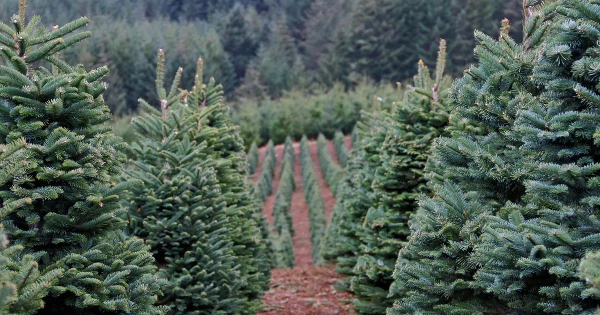 Ebatsuuga on tänuväärne jõulupuu