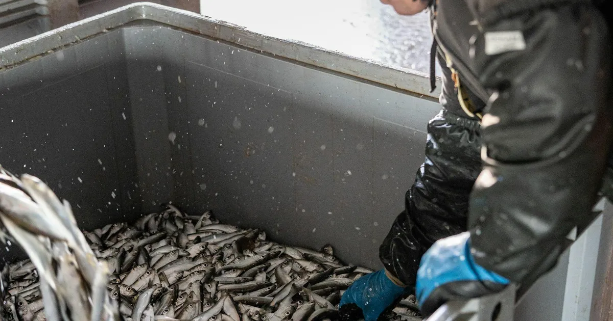 Kalafoor: kilu ja räime seisund Läänemeres on halb