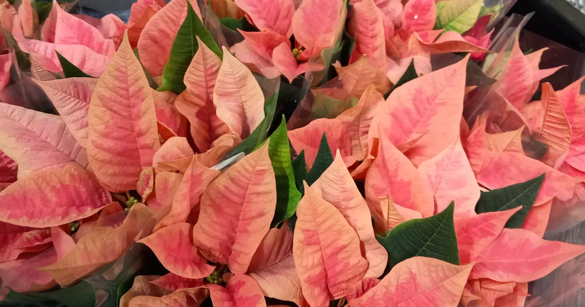 Kaks peamist viga, mis rikuvad jõulutähe juba poest koju tuues