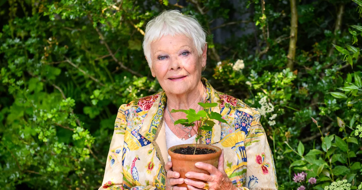 Armastatud näitleja Judi Dench avameelselt: mul on raske asju meeles pidada