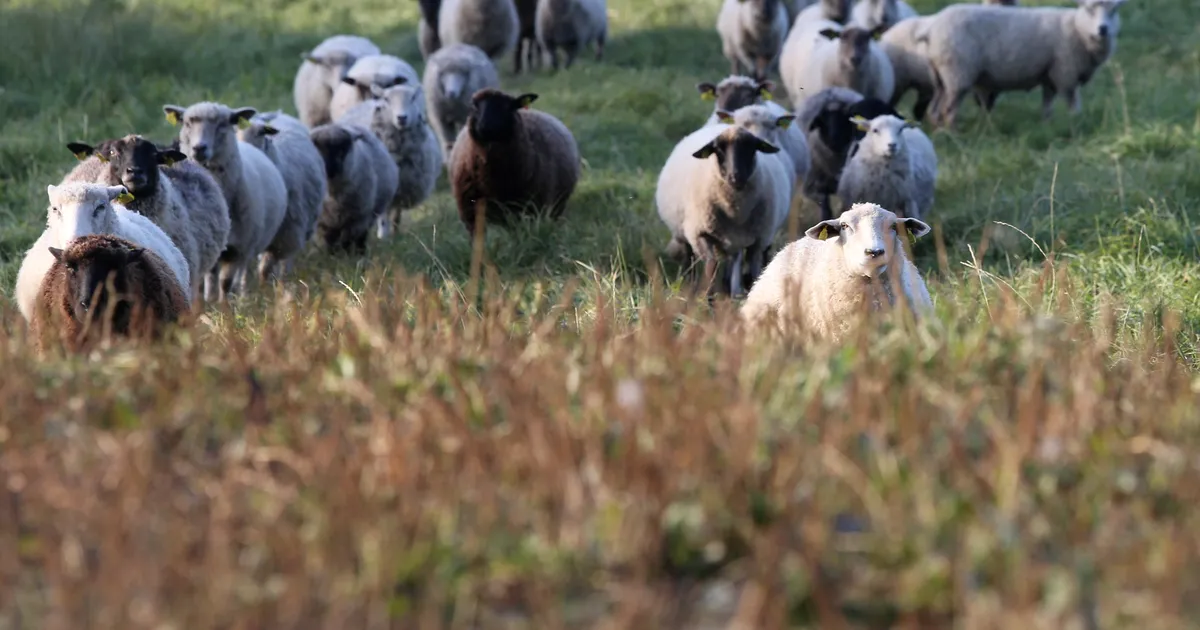 Otsetoetused jõuavad põllumeesteni jõuludeks