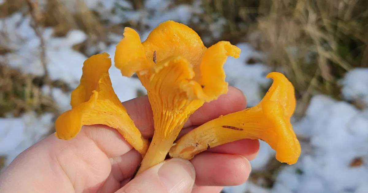 FOTO ⟩ Jõuluime metsas: seenekorjaja leidis Taevaskojas lume alt hunniku kukeseeni