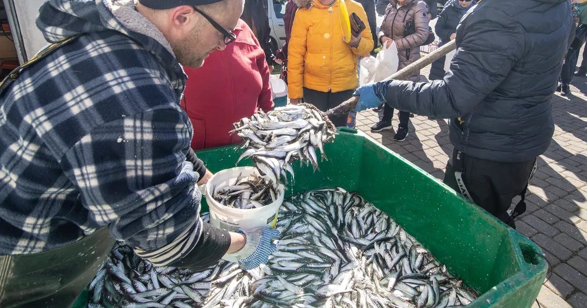 Kilu ja räime seisund Läänemeres on halb