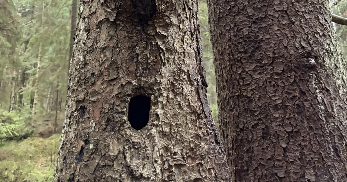 LOODUSKALENDER ⟩ Pungades tuksleb juba uus elu