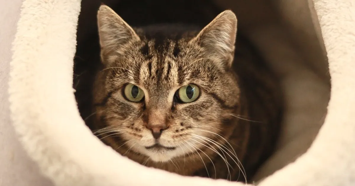 PÄEVAKÄPP ⟩ 7-aastane varjupaiga kass Luisa vajab hädasti tervisekontrolli ja uut kodu